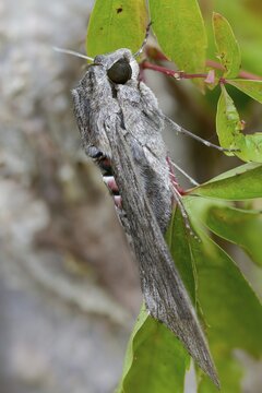 Agrius convolvuli, convolvulus hawk-moth, winch swarmer, high size, portrait format, insects, moths, moths, butterflies