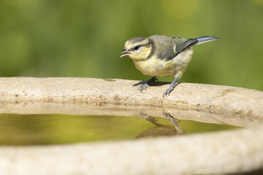 Blue tit (Cyanistes caeruleus) adult garden bird drinking water from a bird bath, England, United Kingdom