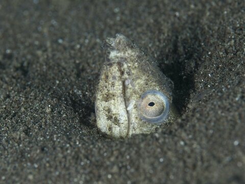 A sand snake eel (Ophichthus altipennis), also known as a snake eel, is partially buried in the sand and peering out, dive site: House Reef, Penyapangan, Bali, Indonesia