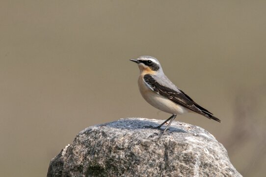 Brandenburg, Germany, national natural heritage, Gr&uuml;nhaus natural paradise, oenanthe oenanthe, Steinschm&auml;tzer, wheatear, post-mining landscape, birds, green house, male, passeri, songbirds, birds