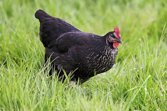 Ancona chicken standing in meadow, M&uuml;hlau, Canton of Aargau, Switzerland