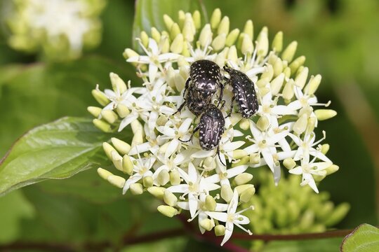 Weeping rose beetle (Oxythyrea funesta), on flowers of Common Dogwood, (Cornus sanguinea), other animals, insects, beetles, animals, wildlife, close-up, Wilnsdorf, North Rhine-Westphalia, Germany