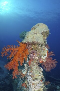 Hemprich's tree coral (Dendronephthya hemprichi) and stone coral on the wreck of the Dunraven. Dive site Dunraven wreck, Sinai, Red Sea, Egypt