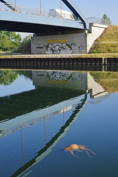 European roe deer (Capreolus capreolus), roebuck that drowned in the Datteln-Hamm Canal, death, Hamm, North Rhine-Westphalia, Germany