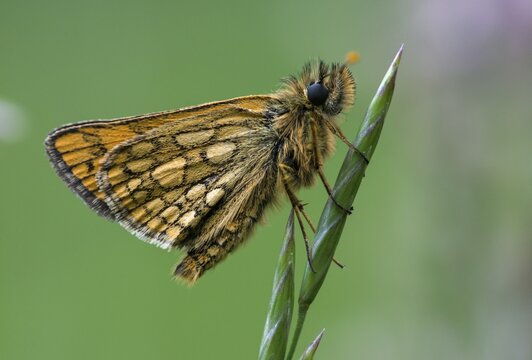 Colorful bighead, carterocephalus palaemon, chequered skipper, yellow cube thighead, butterfly, insects, butterfly, butterflies, butterflies
