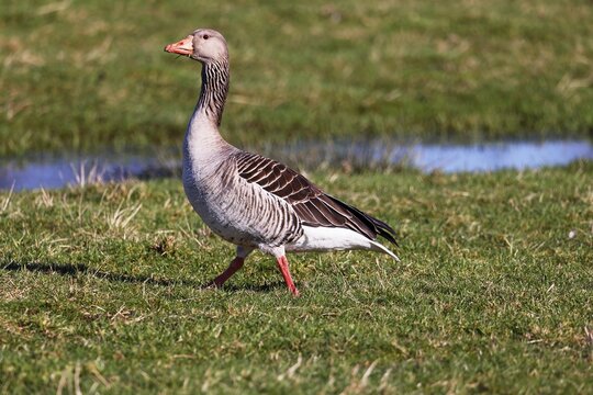 Greylag Goose (Anser anser), alert gander in a meadow, male, Schleswig-Holstein, Germany