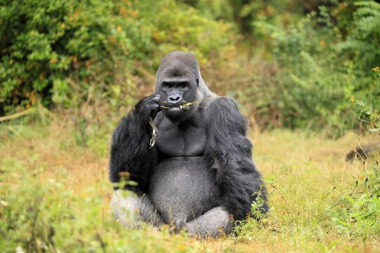 Western gorilla (Gorilla gorilla), adult, male, silverback, sitting on the ground, eating