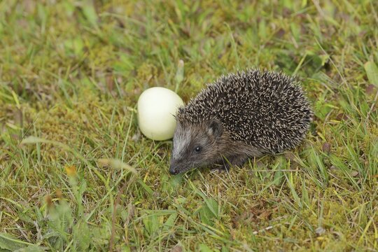 European hedgehog (erinaceus europaeus), juvenile, foraging in a meadow orchard, Wildlife, Wilnsdorf, North Rhine-Westphalia, Germany