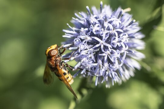 Hornet hoverfly (Volucella zonaria) on globe thistle (Echinops ritro), Emsland, Lower Saxony, Germany