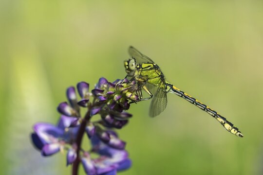Green culbtail, green snaketail, green wedge, ophiogomphus cecilia, anisoptera, damselflies, dragonflies, insects, dragonflies, odonata