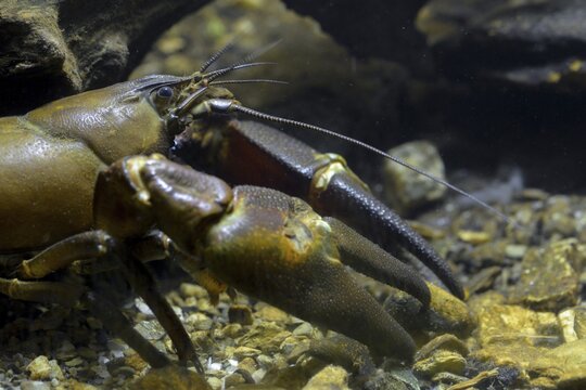 American crayfish, astacoid, astacus leniusculus, crayfish, Californian crayfish, pacifastacus leniusculus, signal crayfish