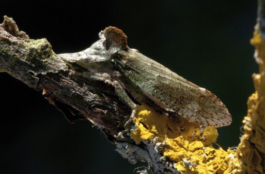 Auchenorrhyncha, cicadellidae, cicadomorpha, common ear cicada, hemiptera, horned leaf hopper, ledra aurita, ear cicada, ear chirp, round-headed cicada, beak kerf, dwarf cicadas, insects, cicadas