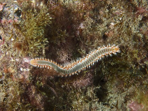 An elongated bristle worm, the fire bristle worm (Hermodice carunculata), moves across the algae, dive site in the El Cabron Marine Protected Area, Arinaga, Gran Canaria, Spain, Europe, Atlantic Ocean
