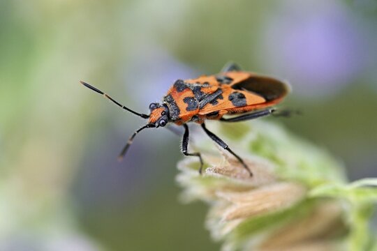 Cinnamon bug (Corizus hyoscyami), Meienberg, Canton of Aargau, Switzerland