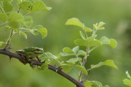 Eastern tree frog, hyla orientalis, tree frog, amphibians, amphibians, Bulgaria, frog, frog, amphibian, eastern tree frog