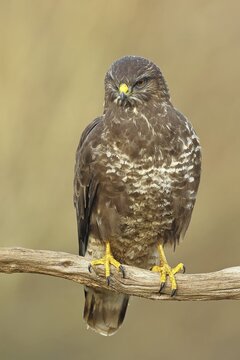 Common buzzard (Buteo buteo), sitting on a branch, Wilnsdorf, North Rhine-Westphalia, Germany