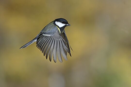 Great tit (Parus major), in flight, Siegerland, North Rhine-Westphalia, Germany