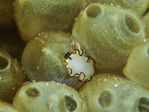 A small, fringed flatworm, the yellow-and-white spiral worm (Pseudobiceros), on a sea sponge. Dive site: Spice Reef, Penyapangan, Bali, Indonesia