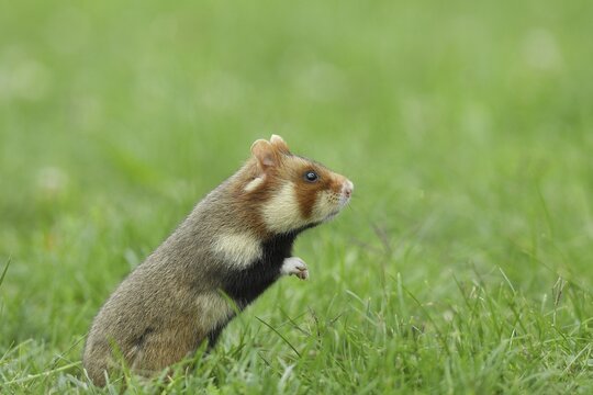 European hamster (Cricetus cricetus), standing upright in meadow, Vienna, Lower Austria, Austria