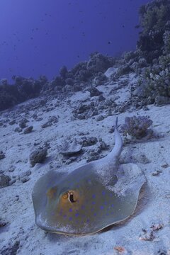 Bluespotted ribbontail ray (Taeniura lymma), Small Abu Reef dive site, Fury, Red Sea, Egypt