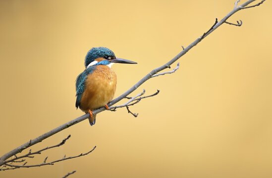 Kingfisher (Alcedo atthis), male on the lookout for fish, Canton of Zurich, Switzerland