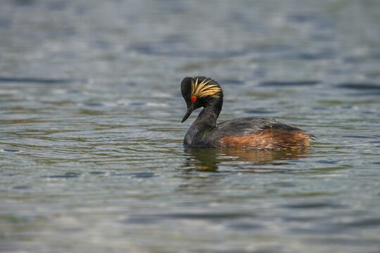 Black-necked grebe, podiceps nigricollis, black-necked grebes, grebes, podicipedidae, divers, birds, waterbirds