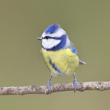 Blue tit (Parus caeruleus), sitting on a branch, Wilnsdorf, North Rhine-Westphalia, Germany