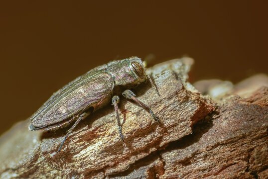 Chrysobothris affinis, gold pit oak splendour beetle, goldmine oak beetle, golddot hardwood beetle, beetle, coleoptera, insects, beetles