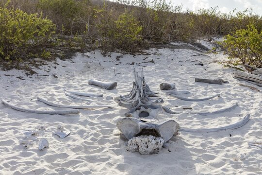 Whale skeleton, Gardner Bay beach, Isla Espa&ntilde;ola, Galapagos, Ecuador