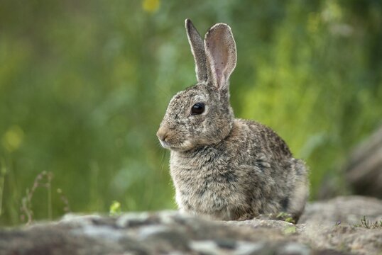 European rabbit, hare-like, rabbit, oryctolagus cuniculus, wild rabbit, Extremadura, mammals, rabbit, Spain, mammals
