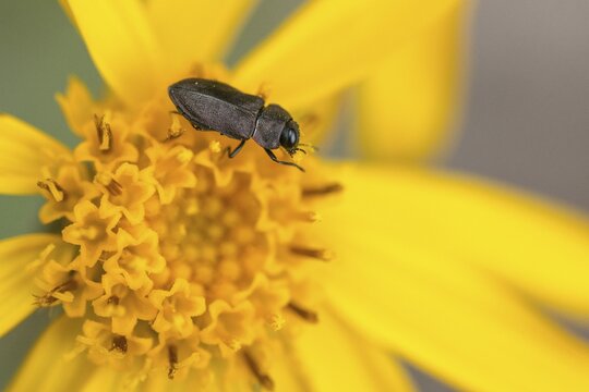 Anthaxia quadripunctata, buprestidae, pine beetle, metallic wood-boring beetle, magnificent beetle, four-spotted pine beetle, beetle, coleoptera, insects, beetles