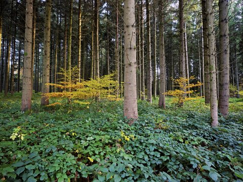 Yellow colored beech trees standing in pine forest, Lindenberg, Freiamt, Canton of Aargau, Switzerland