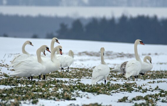 Cygnus olor, mute swan, anatidae, birds, duckbirds, cusp swan, swans, swans, birds, waterbirds, waterbirds, winter