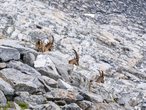 Ibex (Capra ibex), Venediger Group, Hohe Tauern National Park, Salzburg, Austria