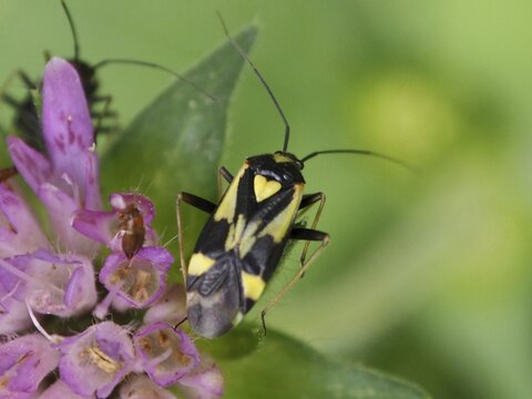 Close-up of a beetle with yellow markings, heart-shaped, aphid-hunting soft-bodied bug (Grypocoris sexguttatus), soft-bodied bug, on a purple flower, Goms, Canton of Valais, Switzerland
