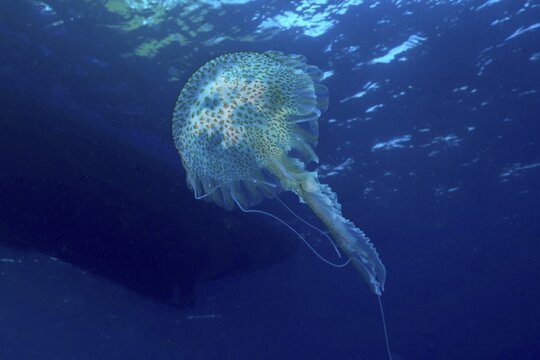 A shimmering jellyfish (Pelagia noctiluca) glides elegantly through the deep subtle blue water in the Mediterranean near Hy&egrave;res, Giens Peninsula diving site, Porquerolles, Provence, C&ocirc;te d'Azur, France