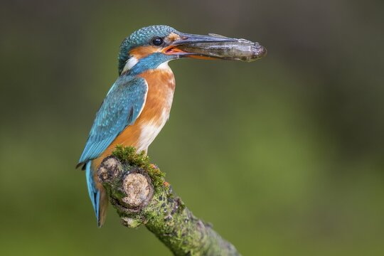 A kingfisher (Alcedo atthis) on its perch with a fish it has caught, Naarden, North Holland, the Netherlands