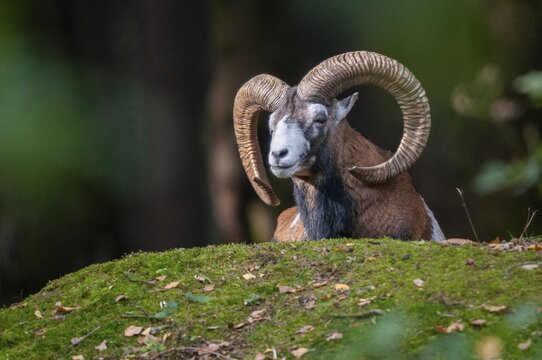 Artiodactyla, even-toed ungulate, mouflon, mouflon, mouflon, ovis gmelini musimon, cloven-hoofed, mammals, sheep, mammals, rams, game