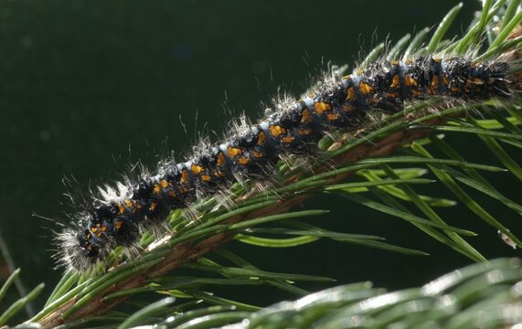 Cosmotriche lobulina, cosmotriche lunigera, kientree spinner, moonspot hen, coniferous forest moonspot moth, butterfly, insects, moths, moths, moths, moth, caterpillar, butterfly