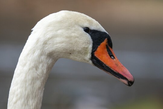 Cygnus olor, mute swan, anatidae, birds, duckbirds, cusp swan, swans, swans, birds, waterbirds