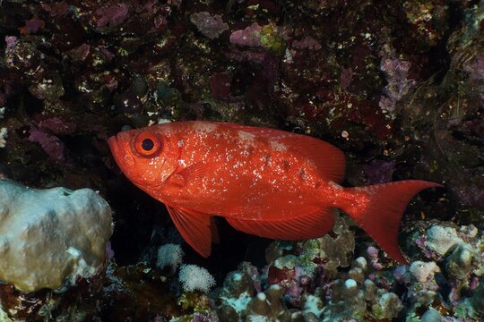 Common bigeye (Priacanthus hamrur), Daedalus Reef dive site, Egypt, Red Sea