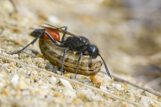 Bristly sand wasp, hairy sand wasp, hymenoptera, short-stalked sand wasps, Podalonia hirsuta, spheciformes, sphex hirsutus, prey, digging wasps, insects, insects