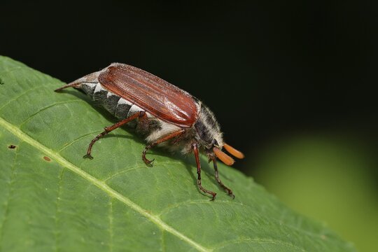 Northern cockchafer (Melolontha hippocastani), male, on a leaf of a horse chestnut (Aesculus hippocastanum), Wilnsdorf, North Rhine-Westphalia, Germany