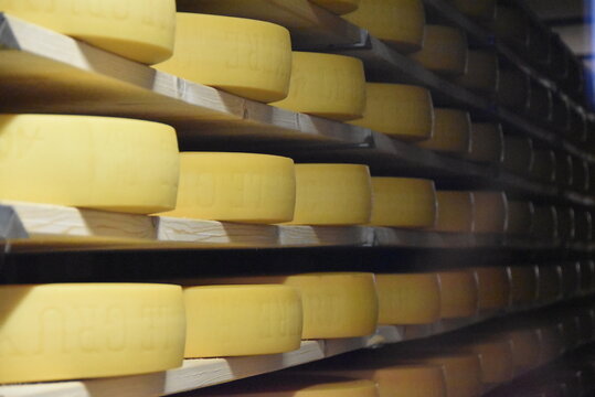 Meules de gruy&egrave;re AOP parfaitement align&eacute;es sur des &eacute;tag&egrave;res, pour l'affinage en cave.