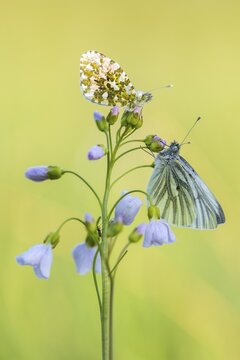 Aurora fritillary (Anthocharis cardamines) on common cuckoo flower, Telbrake, Vechta, Lower Saxony, Germany