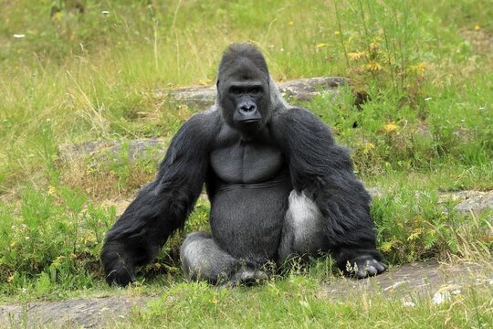 Western gorilla (Gorilla gorilla), adult, male, silverback, sitting on the ground