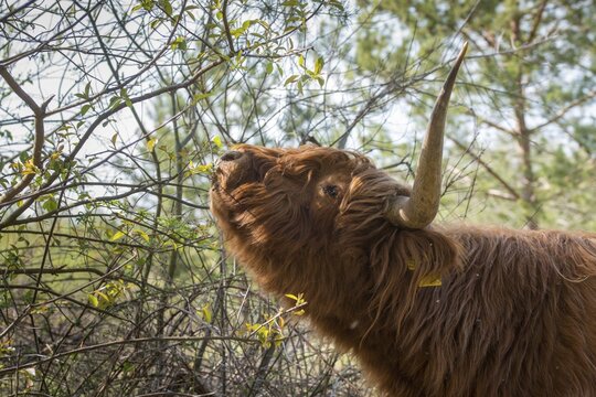Artiodactyla, bos primigenius f. taurus, even-toed ungulate, highland cattle, kyloe, cloven-hoofed, Scottish highland cattle, domesticated animals, woody bites, pet, highland cattle, landscape management, landscape preservation, mammals, cattle, mammals