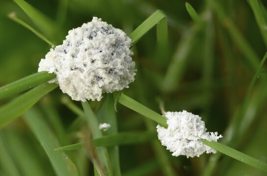 Didymium mucilago, didymium spongiosum, dog sick slime mould, grubby cushion, mucilago crustacea, foam mold, slime mold, white egg slime mold, meadow slime mold, villus slime mold