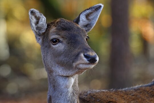 Fallow deer, Fallow deer cow (Dama dama) female, animal portrait, Schleswig-Holstein, Germany