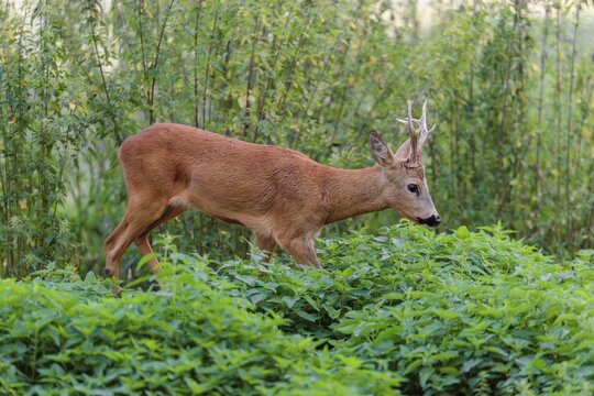 A roe buck (Capreolus capreolus) crosses a nettle thicket. Bavaria, Germany